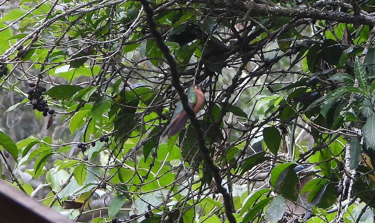 Rufous Sabrewing - Marie Furnish