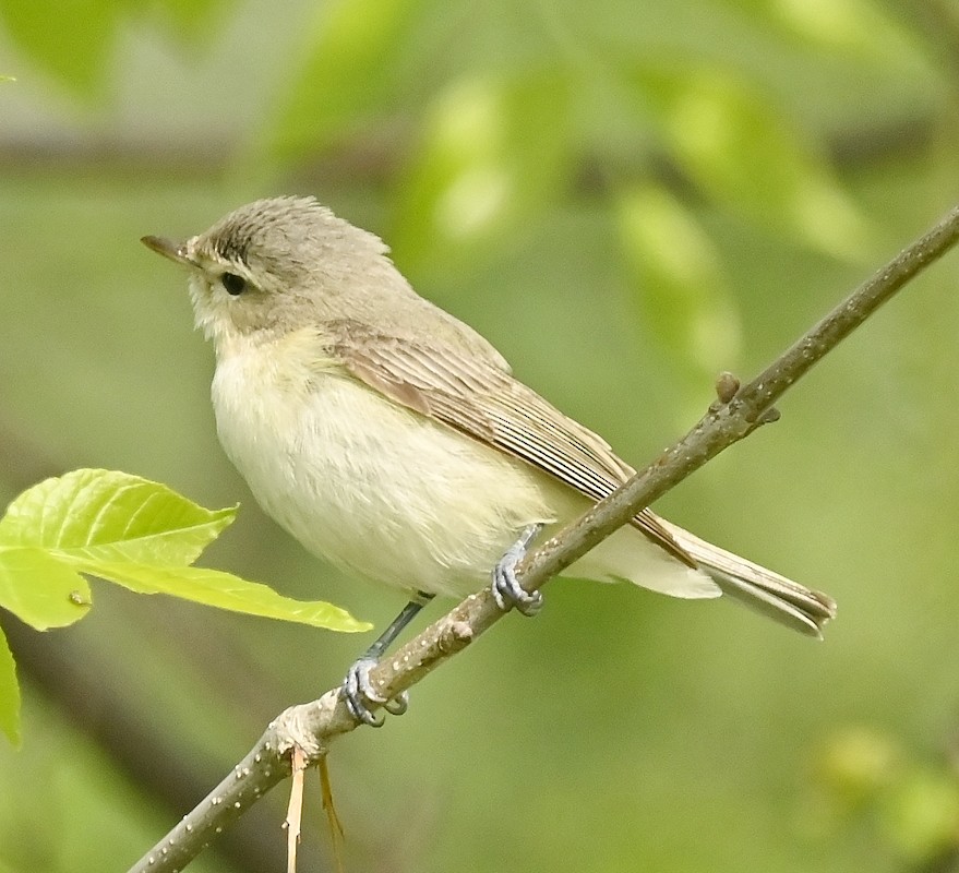 Warbling Vireo - Regis Fortin