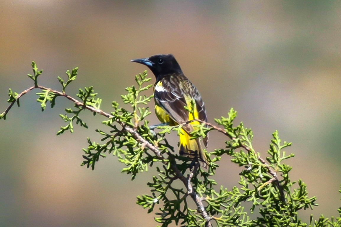 Oriole jaune-verdâtre - ML575457961