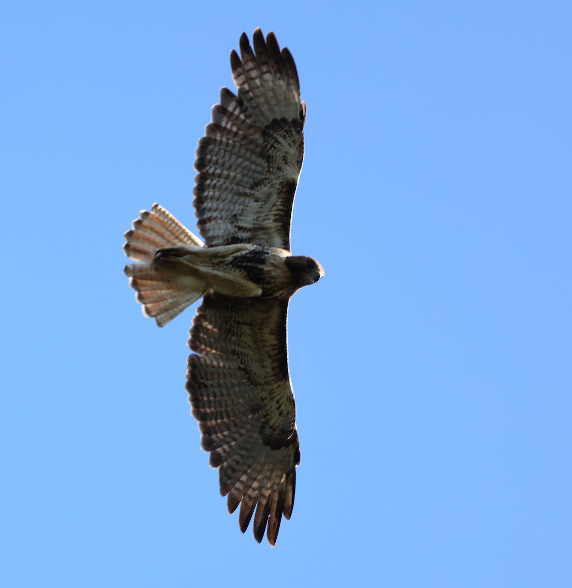 Red-tailed Hawk - ML575458841