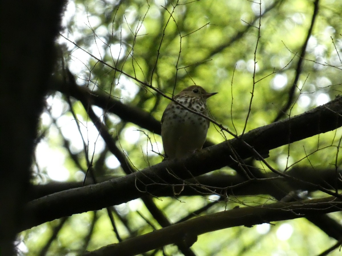 Hermit Thrush - ML575459781