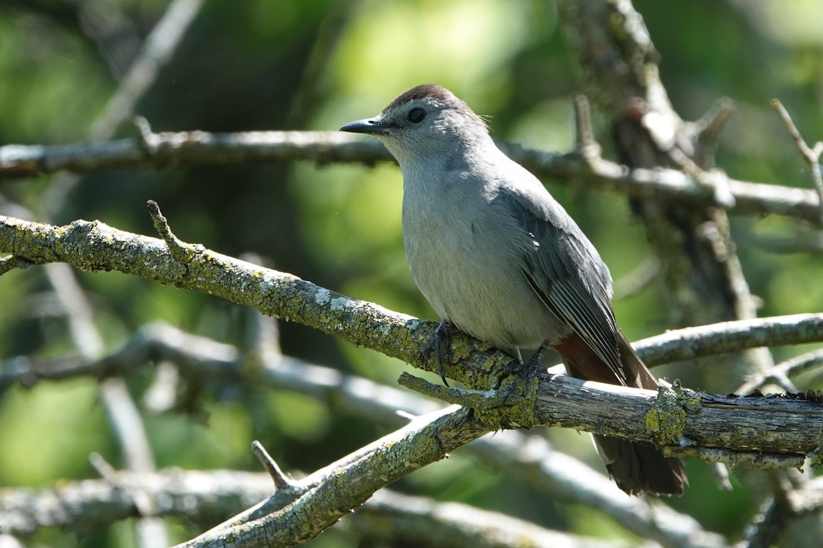 Gray Catbird - ML575460561