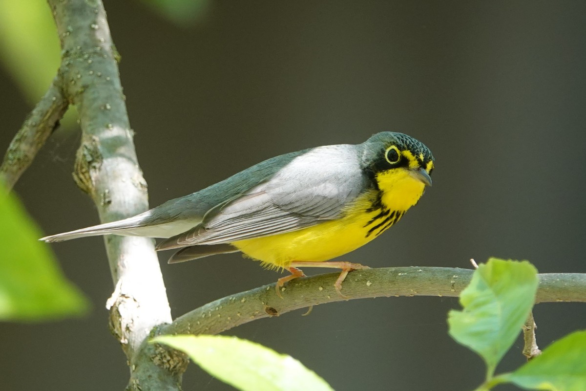 Canada Warbler - Jack Scott