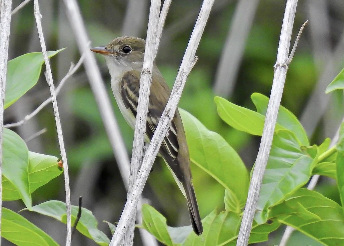 Піві-малюк вільховий - ML575461441