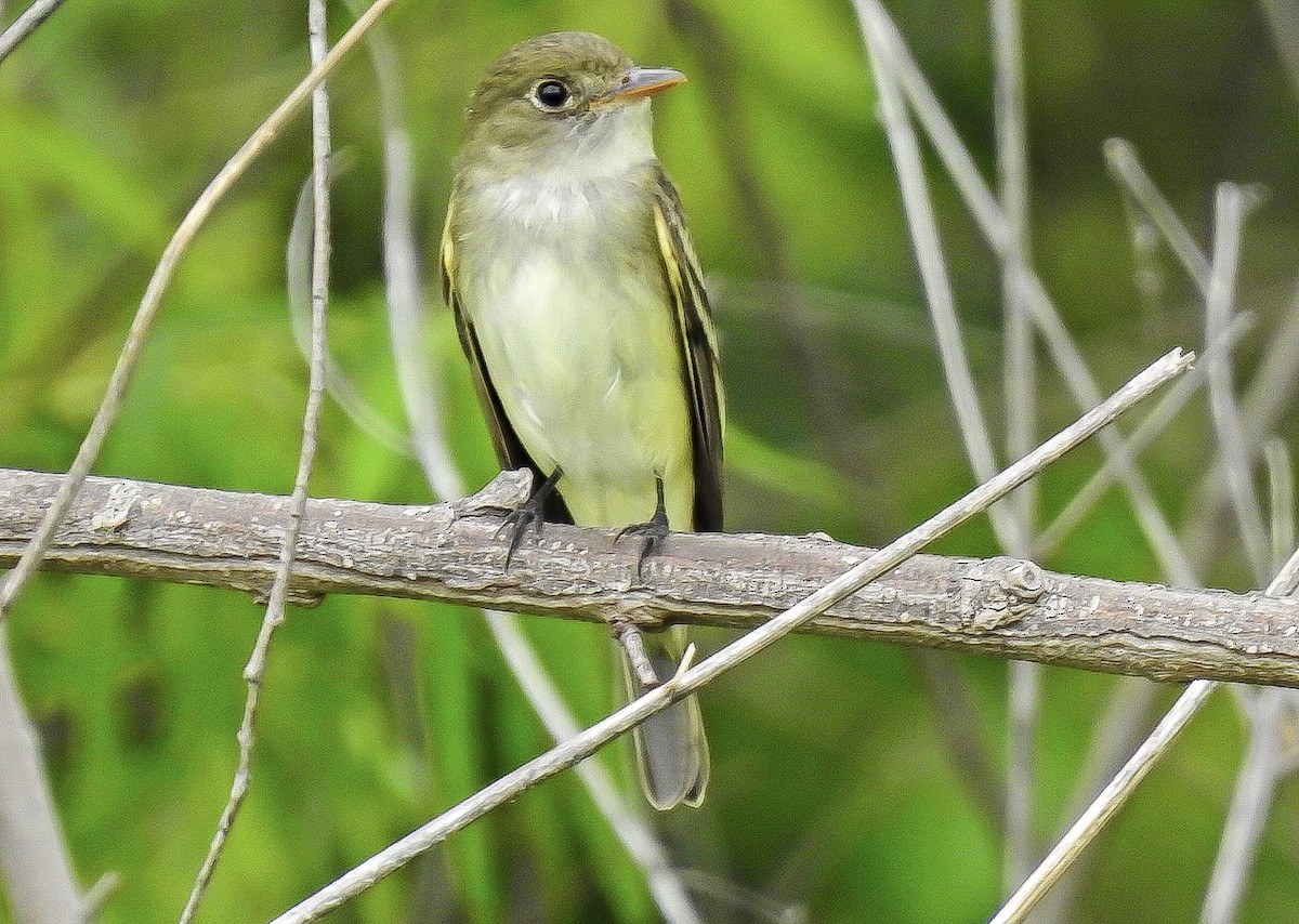 Піві-малюк вільховий - ML575461451