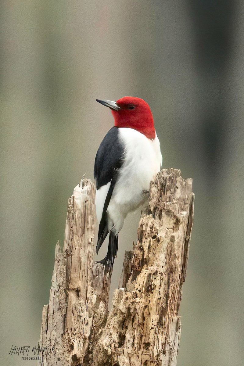 Red-headed Woodpecker - Lauren Marmor