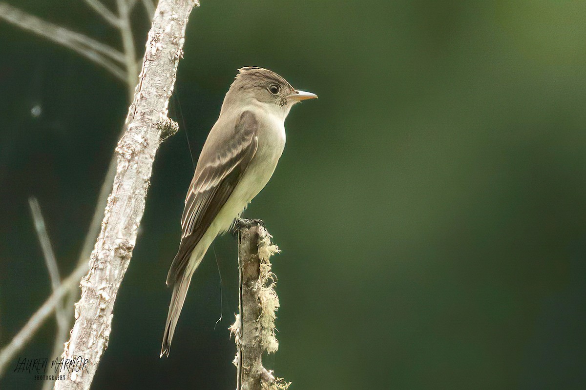 Eastern Wood-Pewee - ML575463971