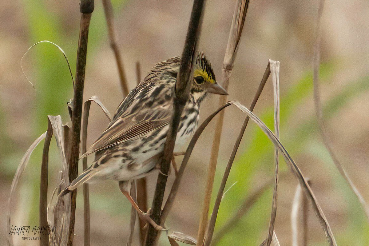 Savannah Sparrow - ML575464931