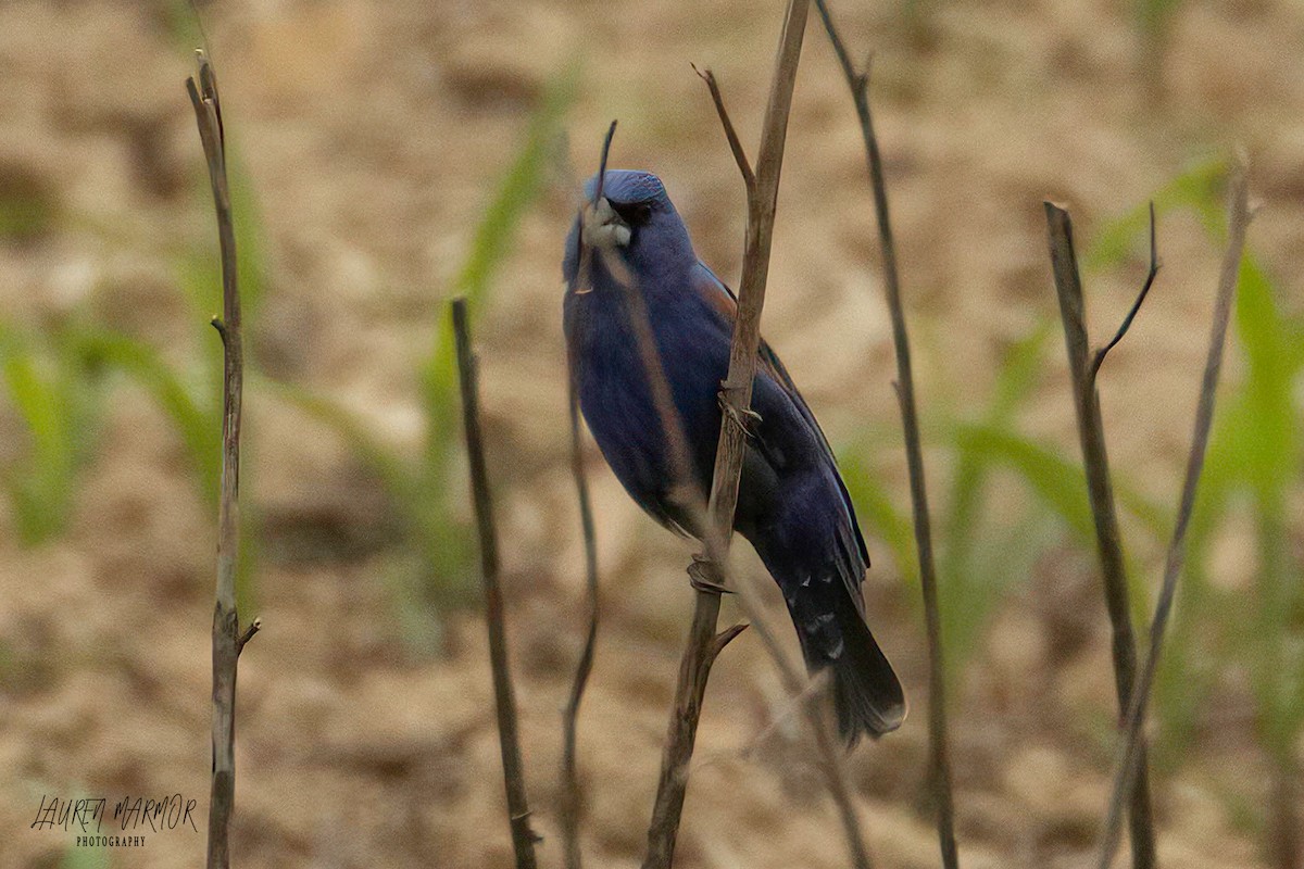 Blue Grosbeak - ML575465481