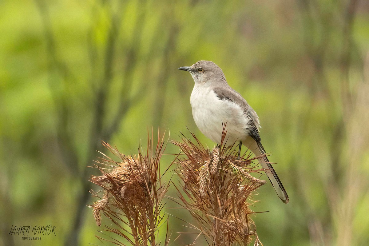 Northern Mockingbird - ML575465911