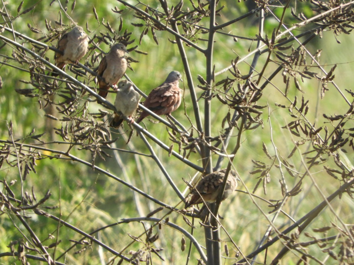 Ruddy Ground Dove - ML575466471