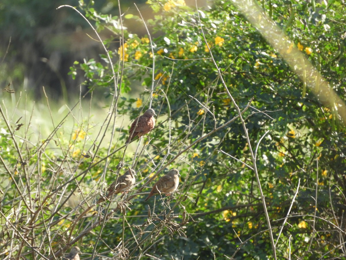 Ruddy Ground Dove - ML575466481