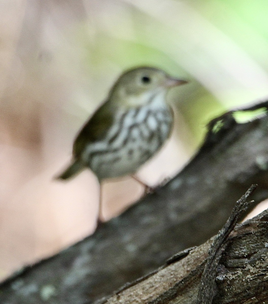 Ovenbird - ML575466611