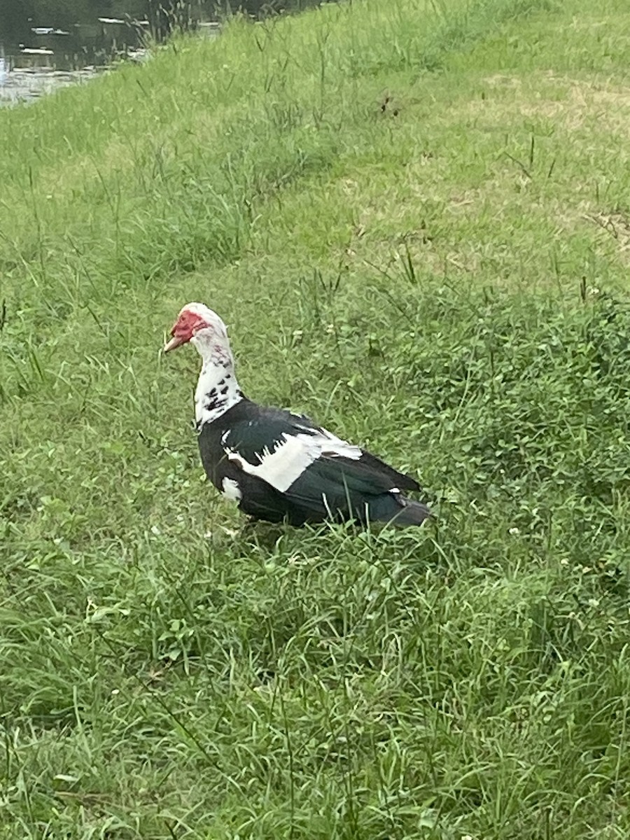 Muscovy Duck (Domestic type) - ML575467221