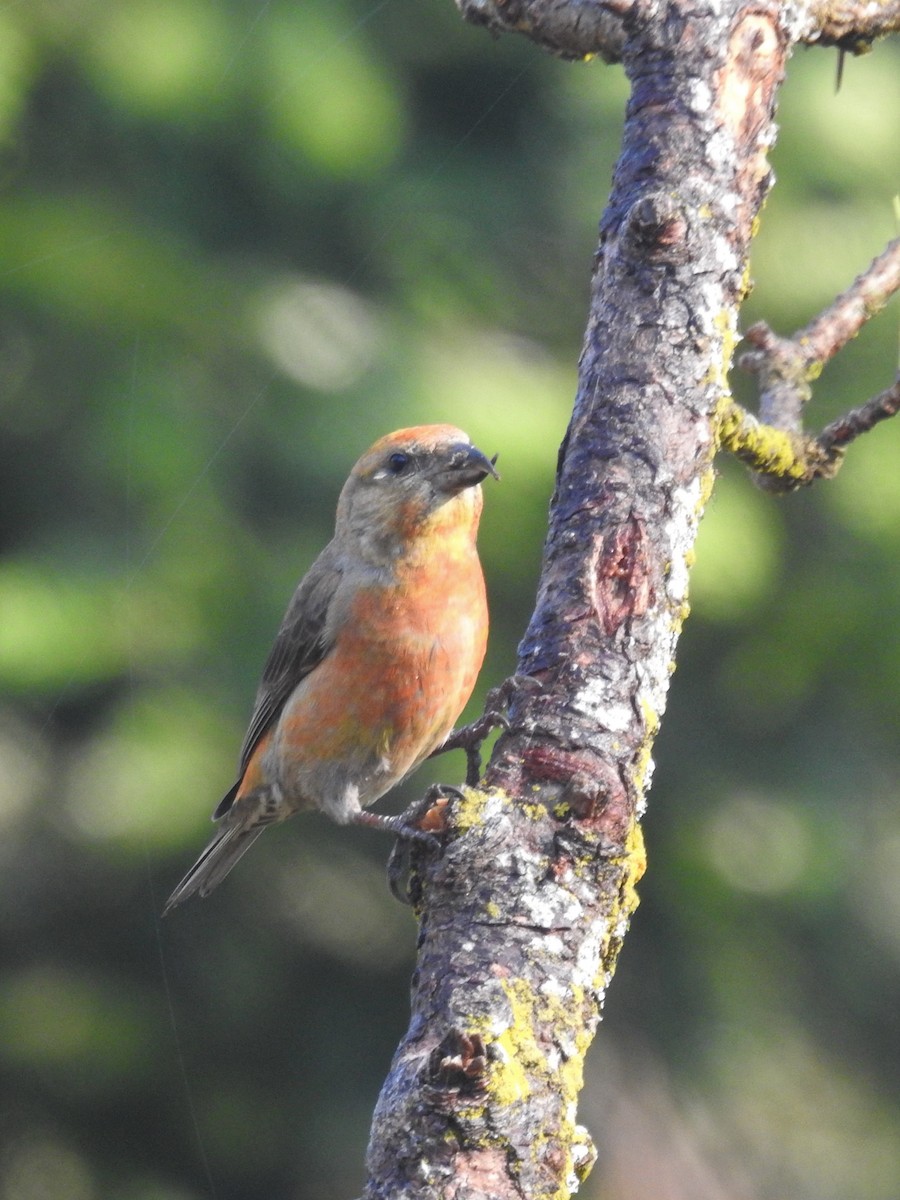 Red Crossbill - ML575467311