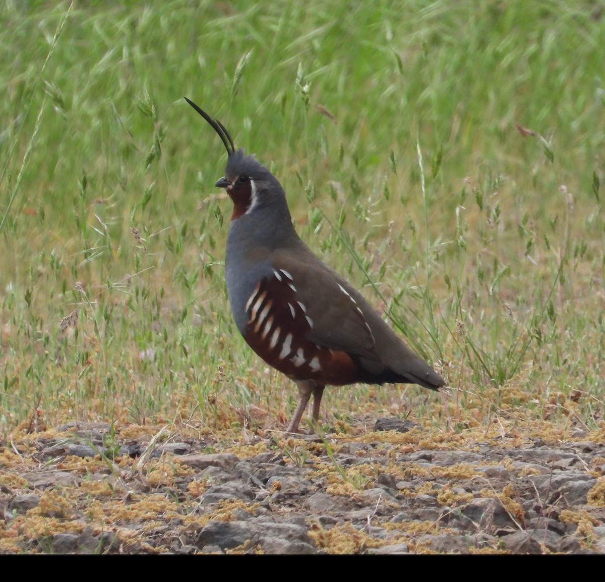 Mountain Quail - ML575467641