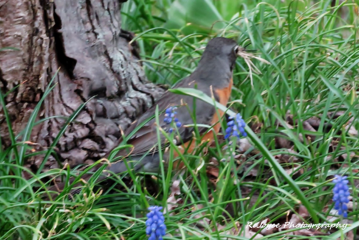 American Robin - ML57547061