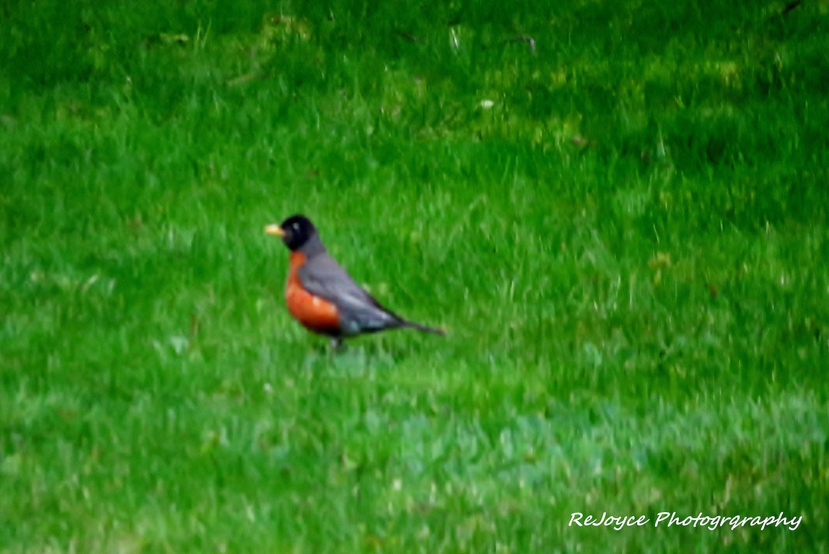 American Robin - ML57547071