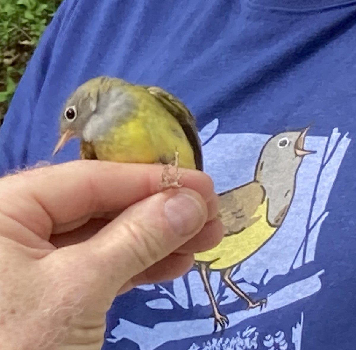 Connecticut Warbler - ML575471651