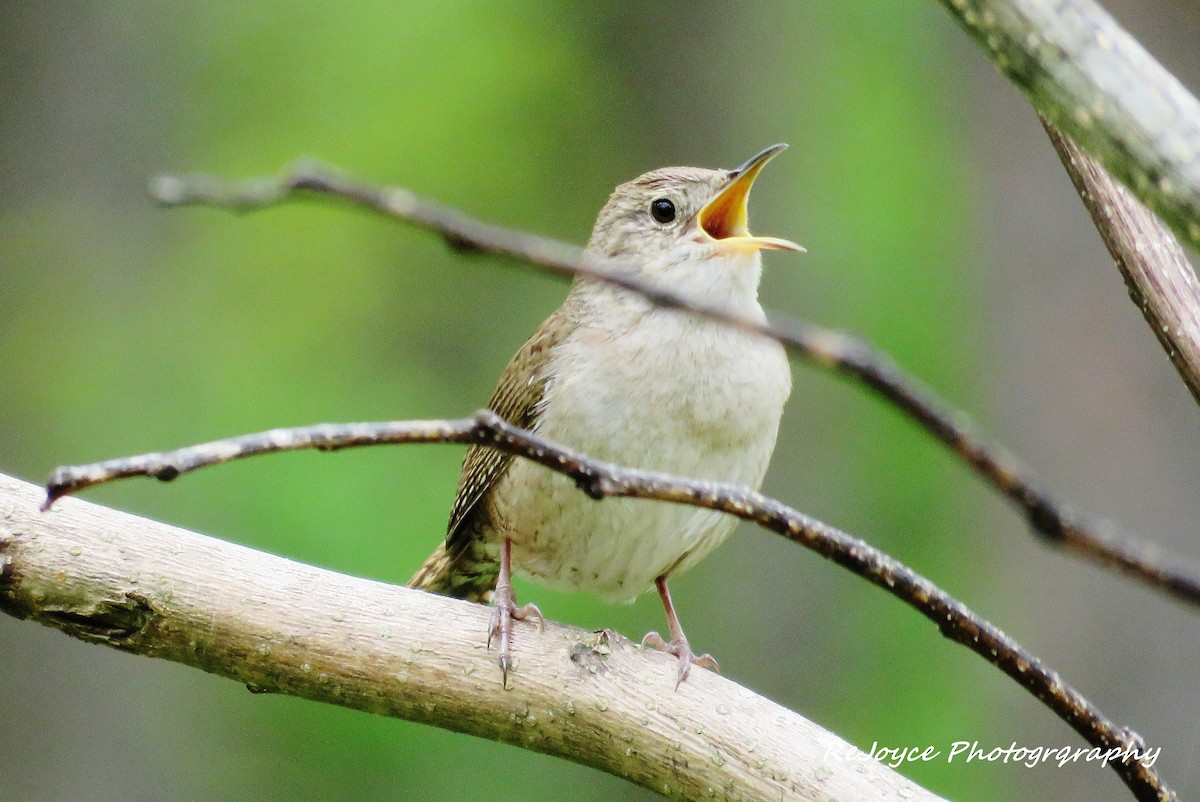 Northern House Wren - ML57547261