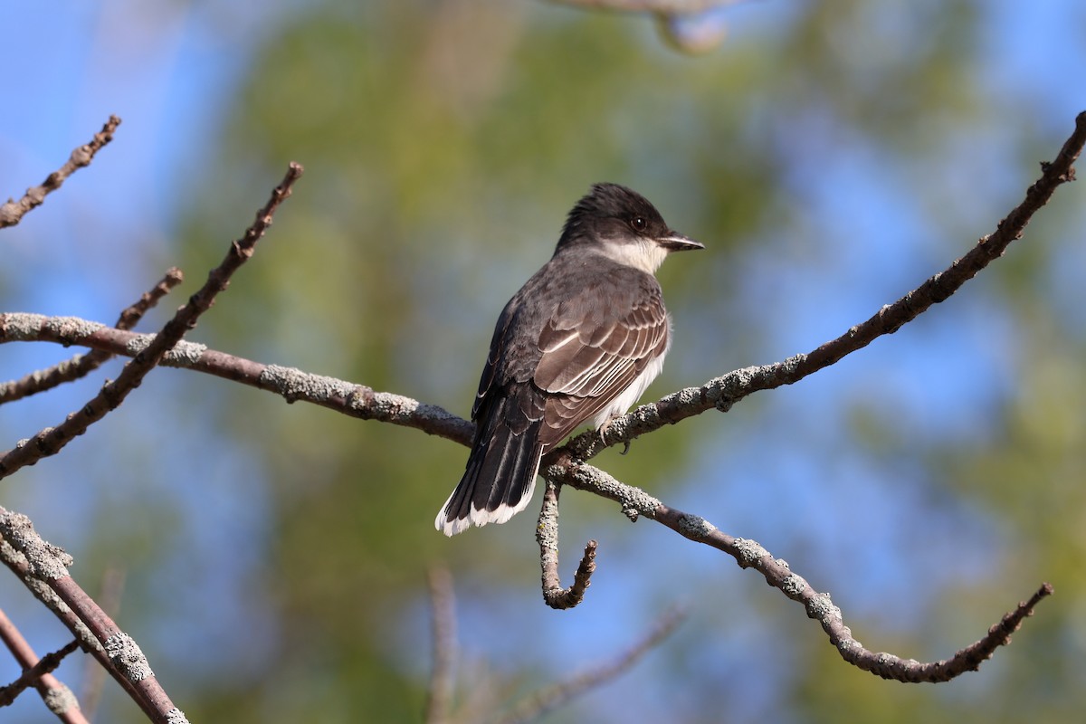 Eastern Kingbird - Yianni Laskaris