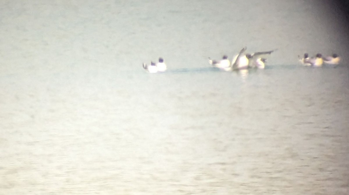 Sabine's Gull - ML575472841