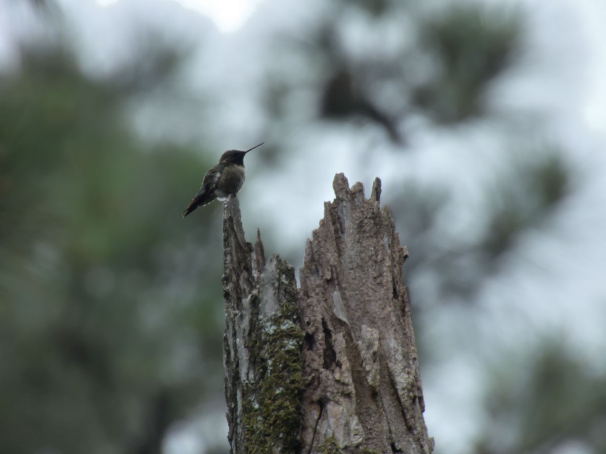 Ruby-throated Hummingbird - Leslie Lieurance