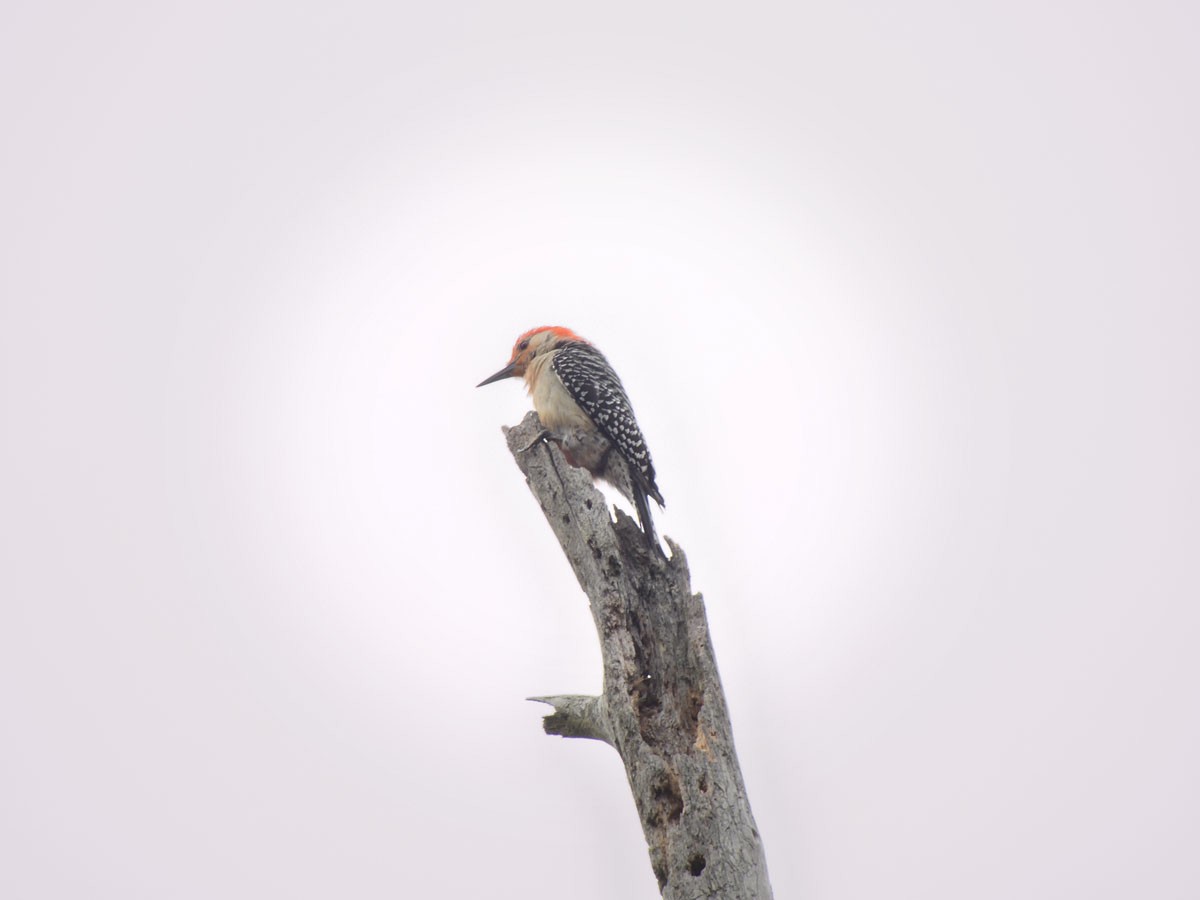 Red-bellied Woodpecker - Leslie Lieurance
