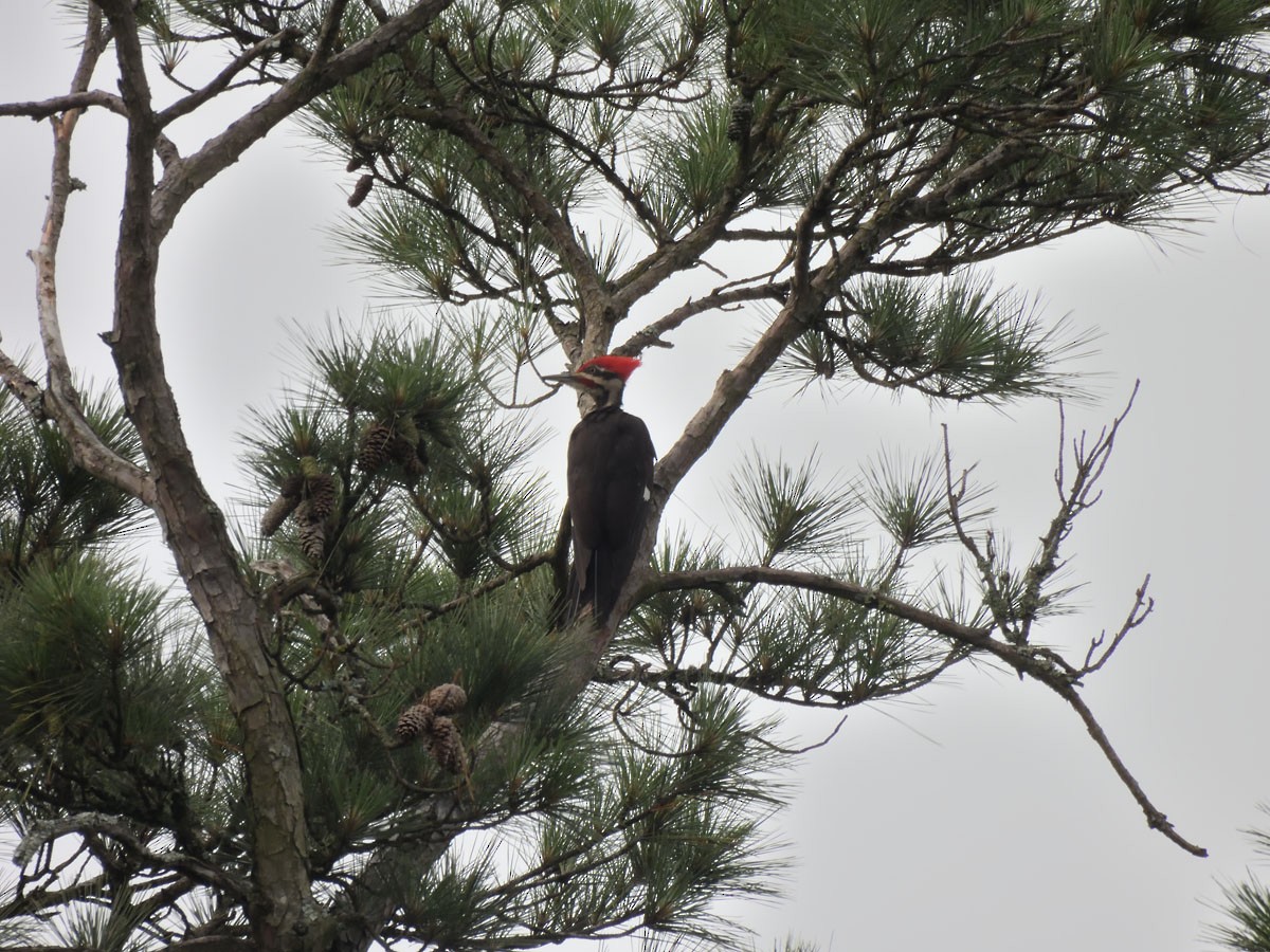 Pileated Woodpecker - Leslie Lieurance