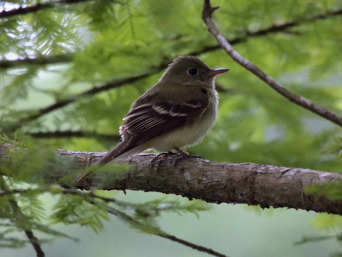 Acadian Flycatcher - Leslie Lieurance