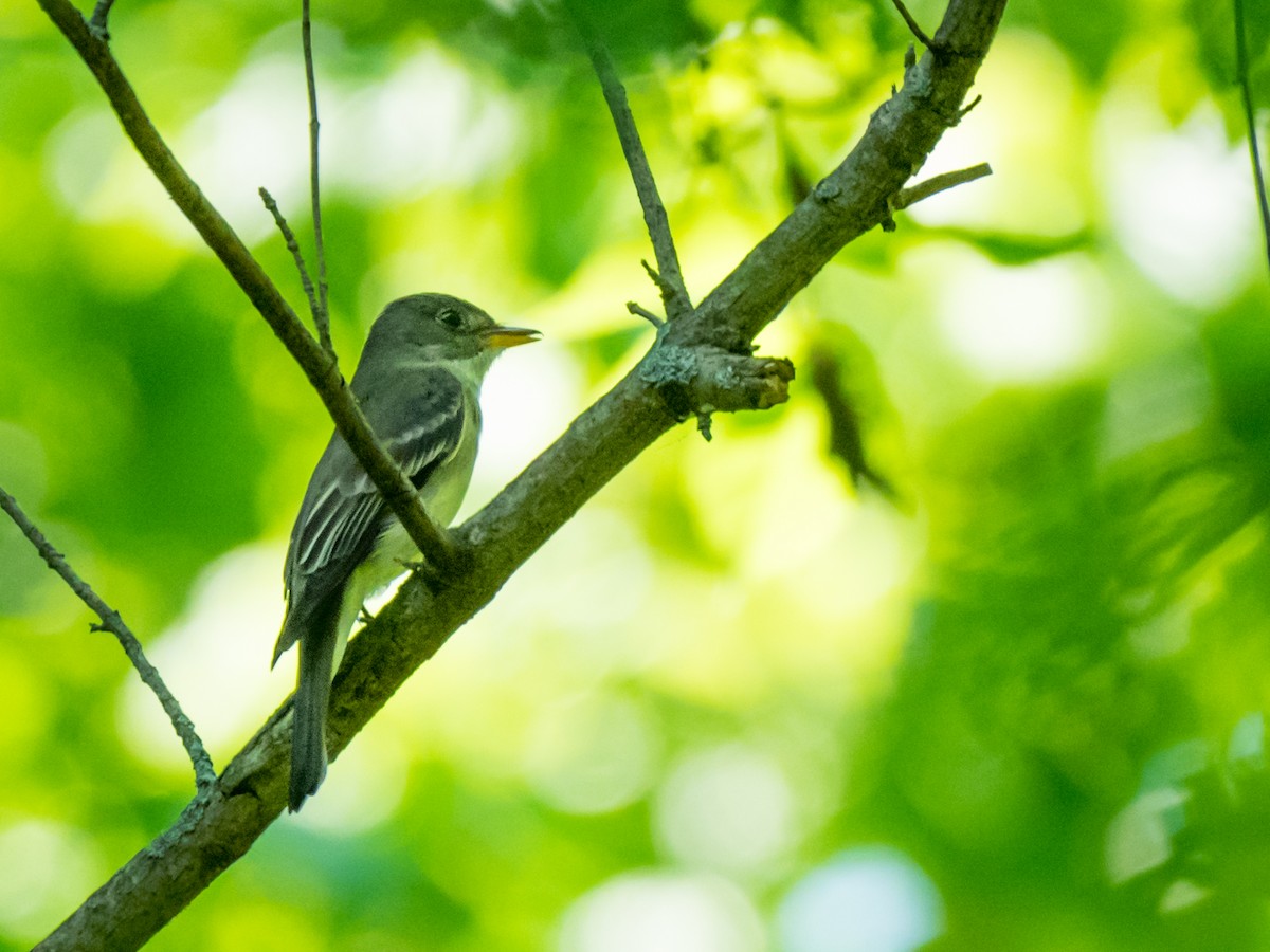 Eastern Wood-Pewee - ML57547541