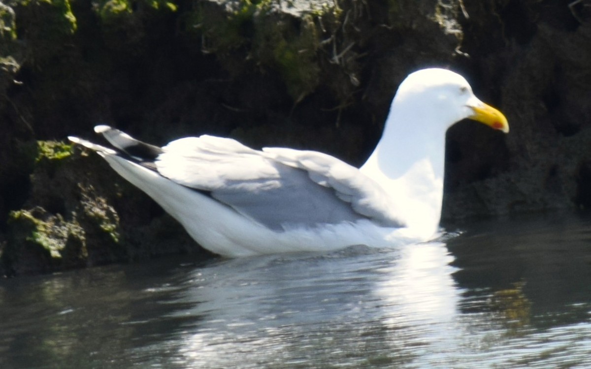 Gaviota Argéntea - ML575475861