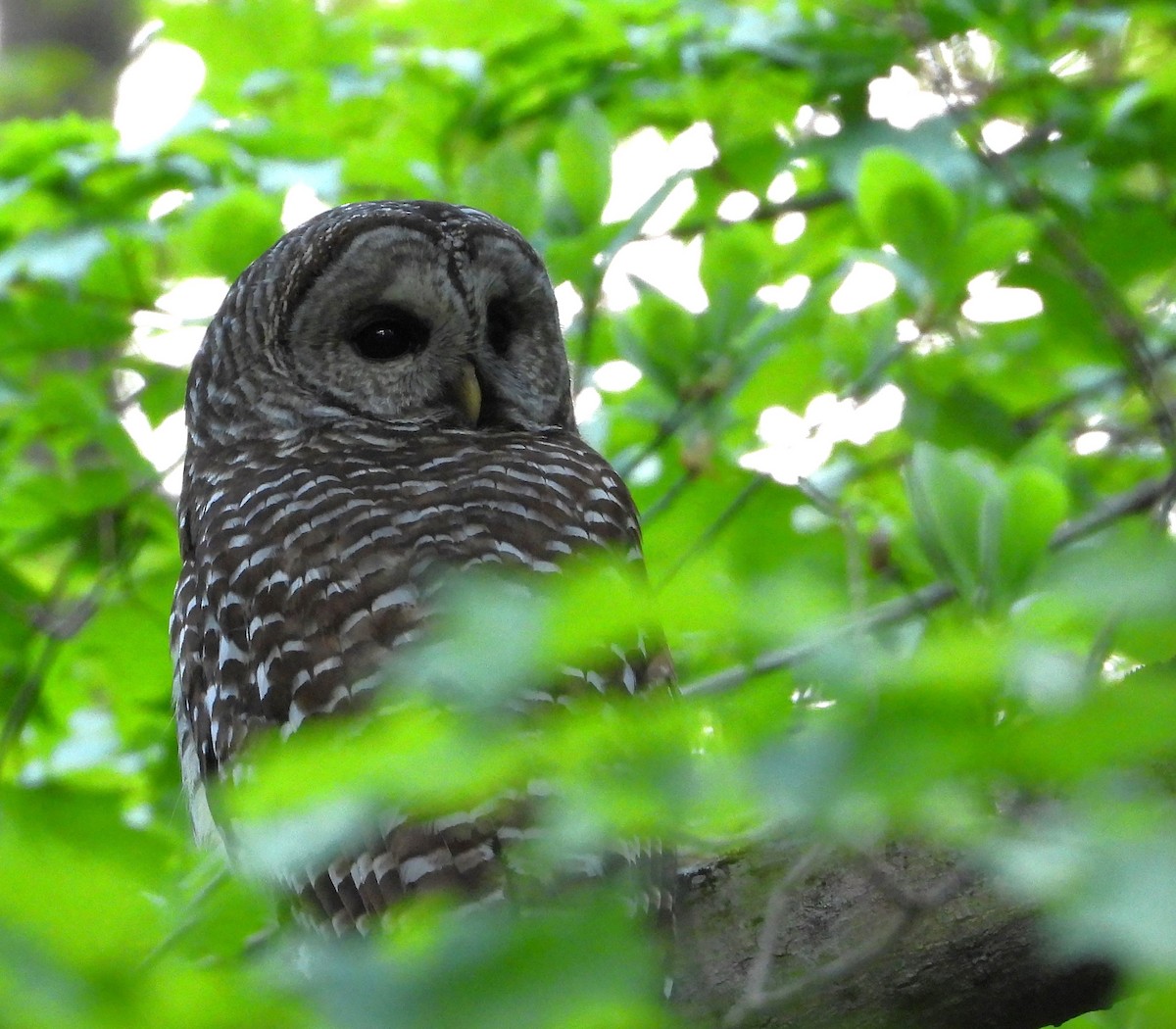 Barred Owl - ML575476031