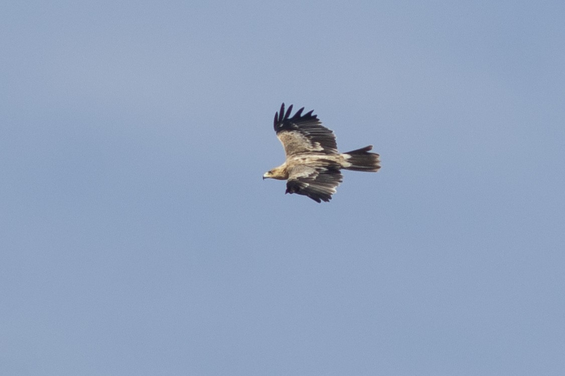 Águila Imperial Ibérica - ML575476471