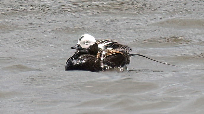Long-tailed Duck - ML575476531