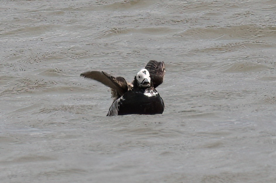 Long-tailed Duck - ML575476601