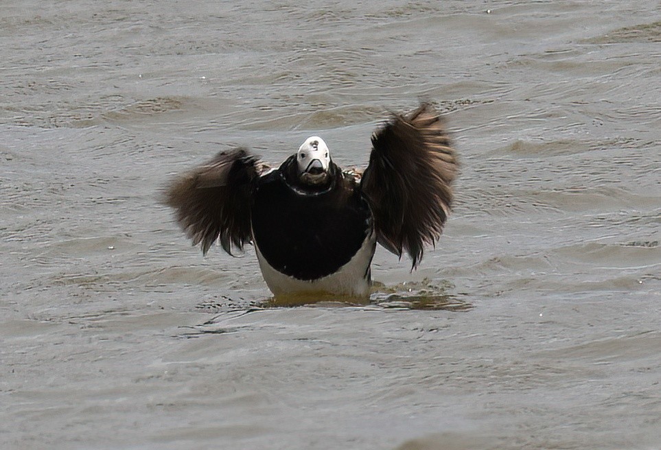 Long-tailed Duck - ML575476671
