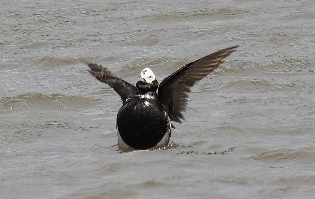 Long-tailed Duck - ML575476781