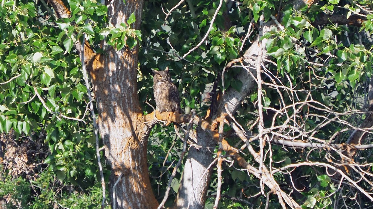 Great Horned Owl - ML575476821