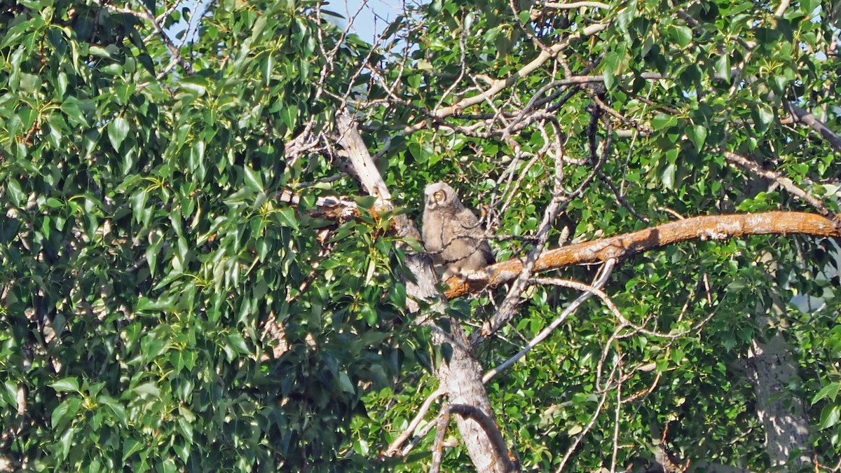 Great Horned Owl - ML575476831