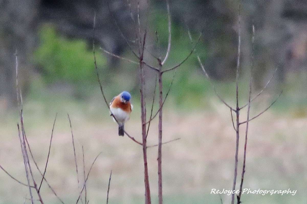 Eastern Bluebird - ML57547701