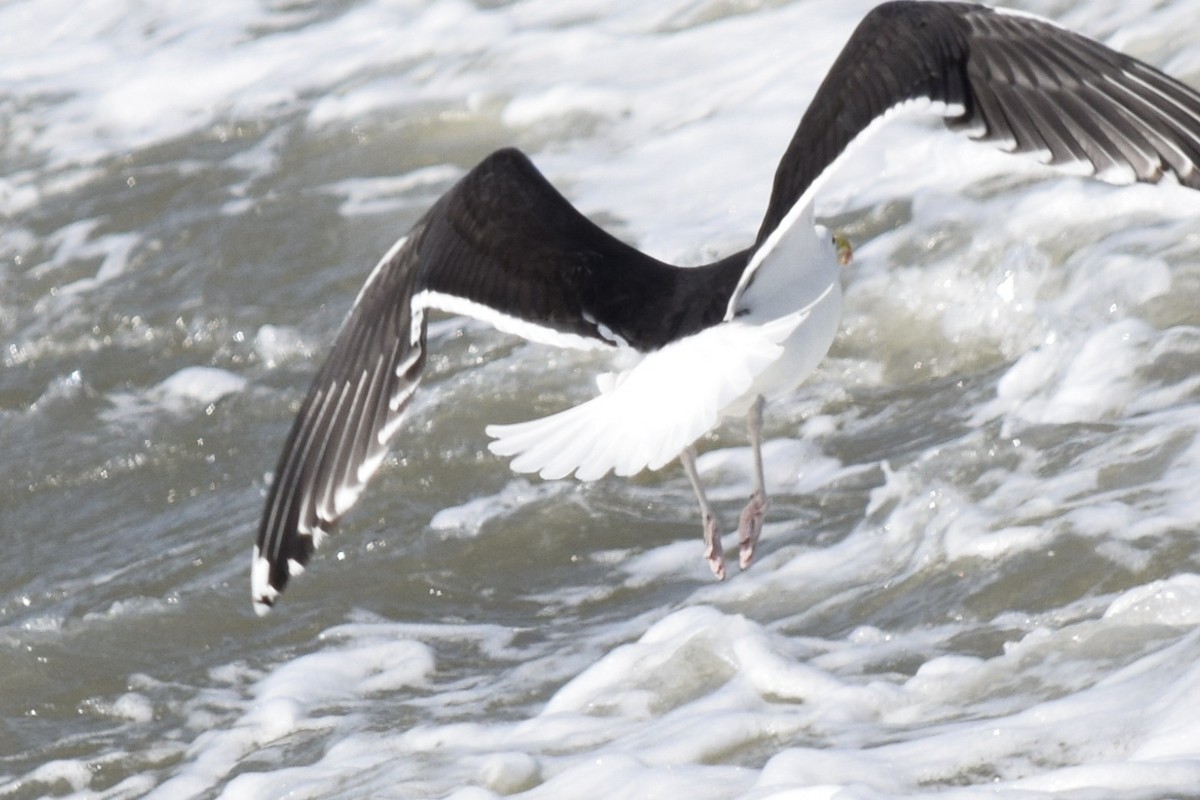 Great Black-backed Gull - ML575477061