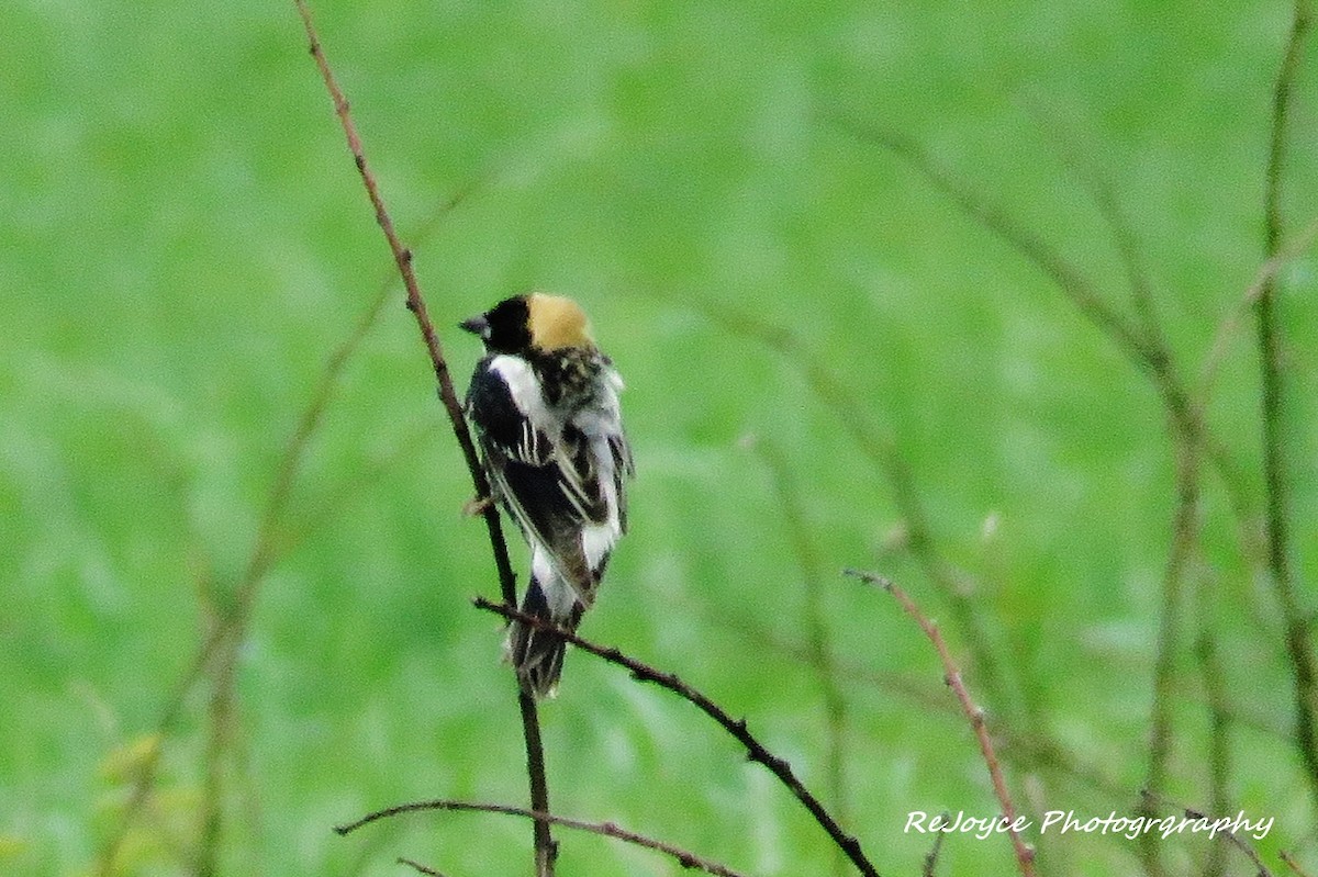 Bobolink - ML57547751