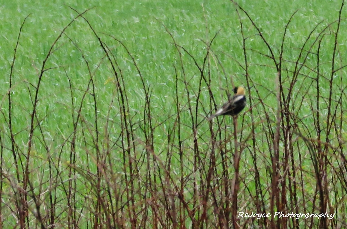 Bobolink - ML57547761
