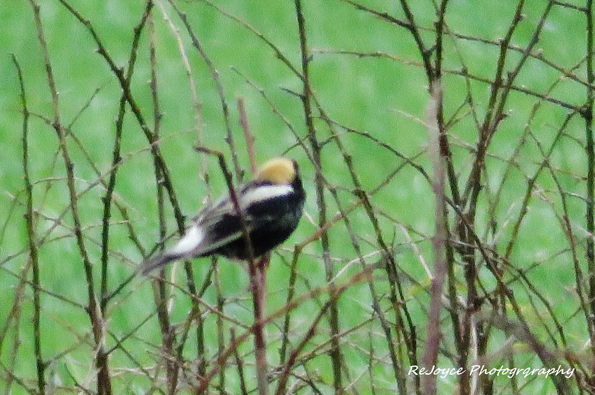 Bobolink - ML57547771