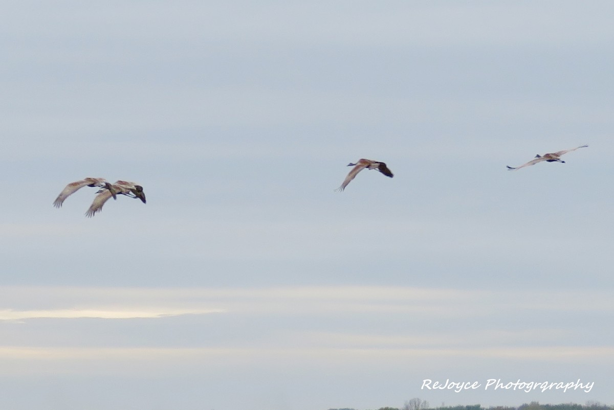 Sandhill Crane - ML57547851