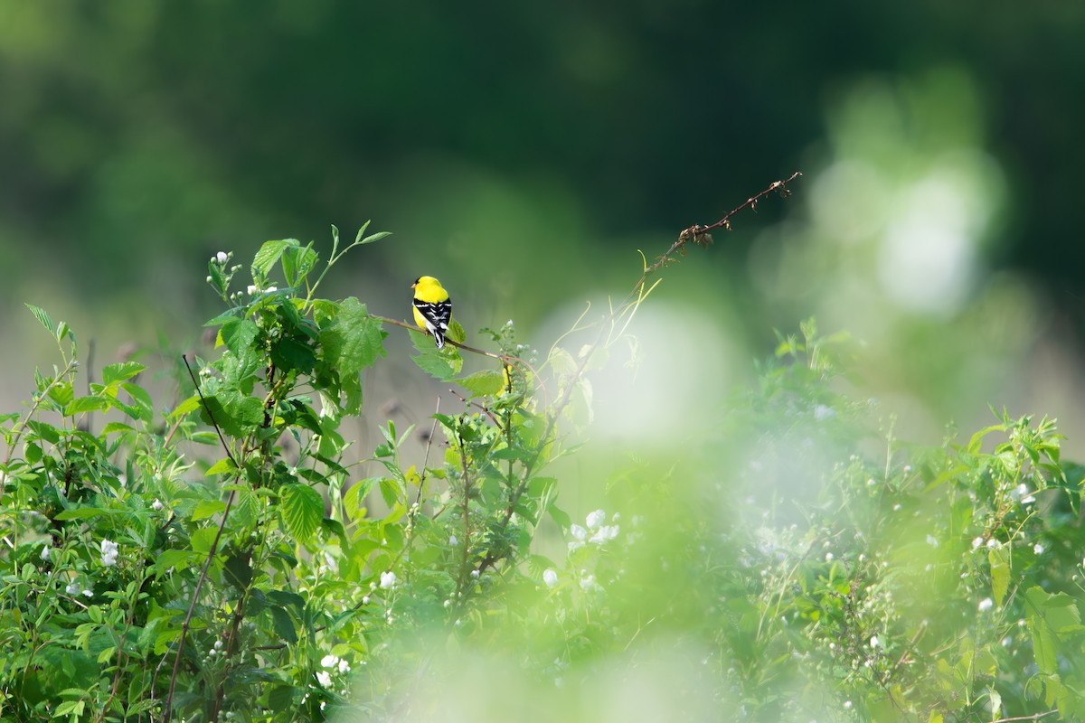 American Goldfinch - Sarah Throckmorton