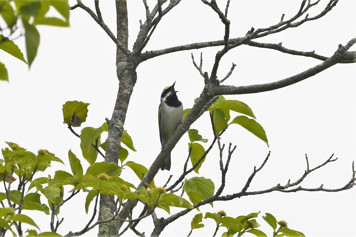 Golden-winged Warbler - Krzysztof Bystrowski