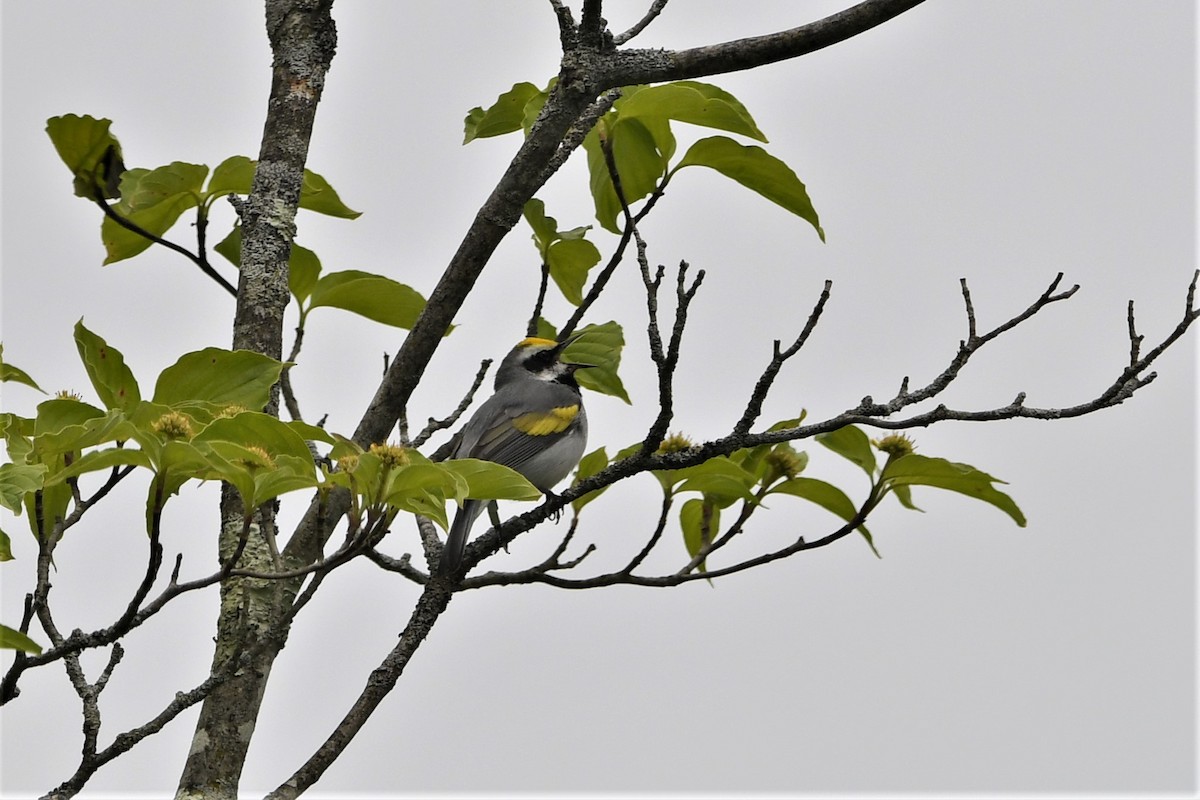 Golden-winged Warbler - ML575478861