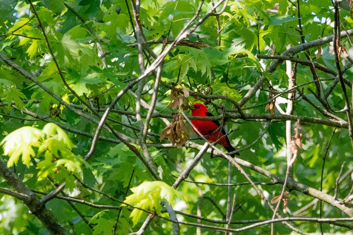 Scarlet Tanager - Sarah Throckmorton